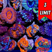 Assorted Acans Frags
