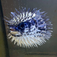 Blue Pelagic Porcupine Puffer (Very Rare)