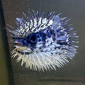 Blue Pelagic Porcupine Puffer (Very Rare)