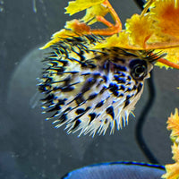 Blue Pelagic Porcupine Puffer (Very Rare)
