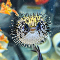 Blue Pelagic Porcupine Puffer (Very Rare)
