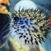 Blue Pelagic Porcupine Puffer (Very Rare)
