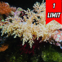 CA Champagne Bonsai Nephthea Tree Soft Coral (Rare)
