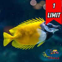 Foxface Rabbitfish (2-3”)
