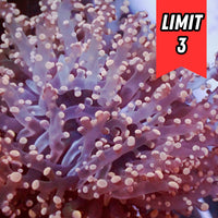 Pink Branching Frogspawn (❤️Holiday Special!) - Corals Anonymous

