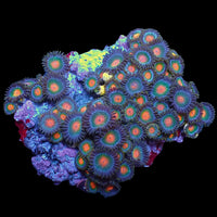 WYSIWYG Gorilla Nipples Multicolor Ultra Zoa Colony (55+ polyps)