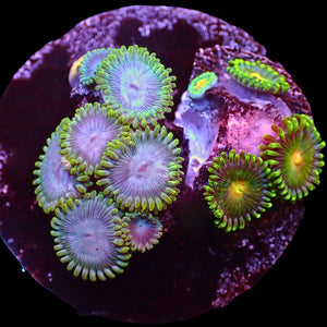 WYSIWYG Darwin Blue Ultra Rainbow Zoa Combo Colony (10+ polyps)