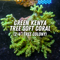 June Special Soft Coral Bundle
