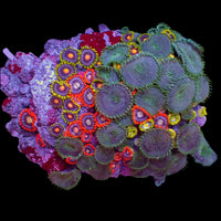 WYSIWYG Blowpop + Fire & Ice Multicolor Ultra Zoa Colony (55+ polyps)