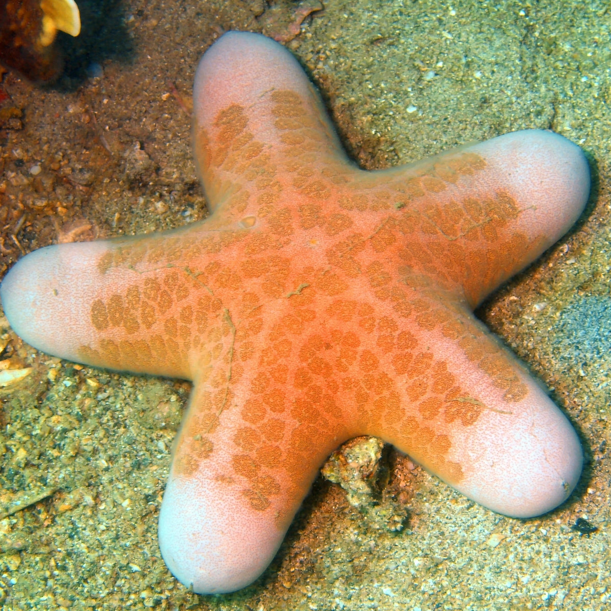 Five Headed Penis Starfish (7-8”) - Corals Anonymous