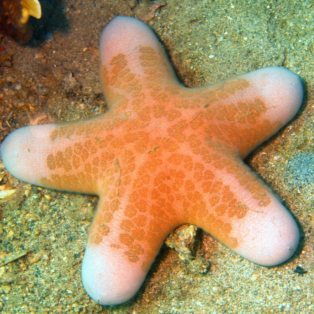 Five Headed Penis Starfish (7-8”) - Corals Anonymous