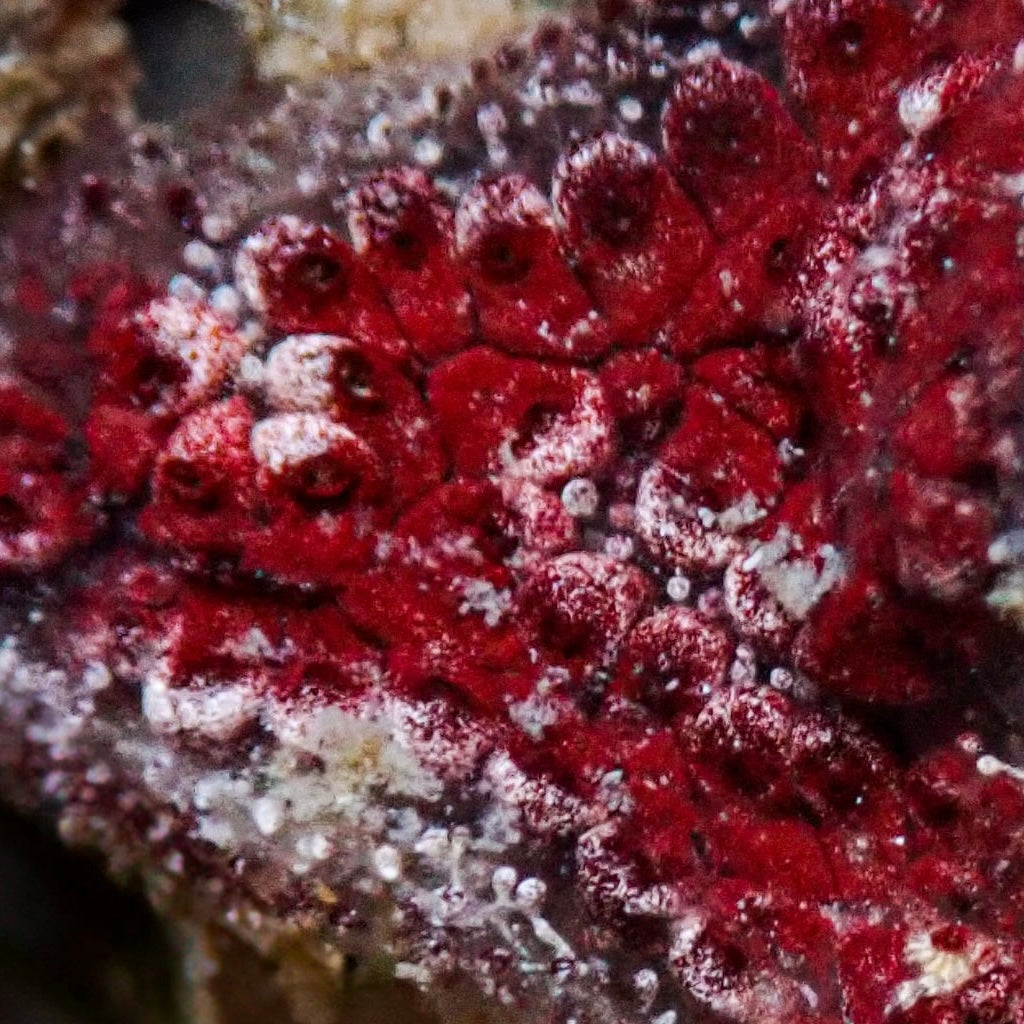 Ruby Red Sea Squirt (Self-Reproducing) - Corals Anonymous