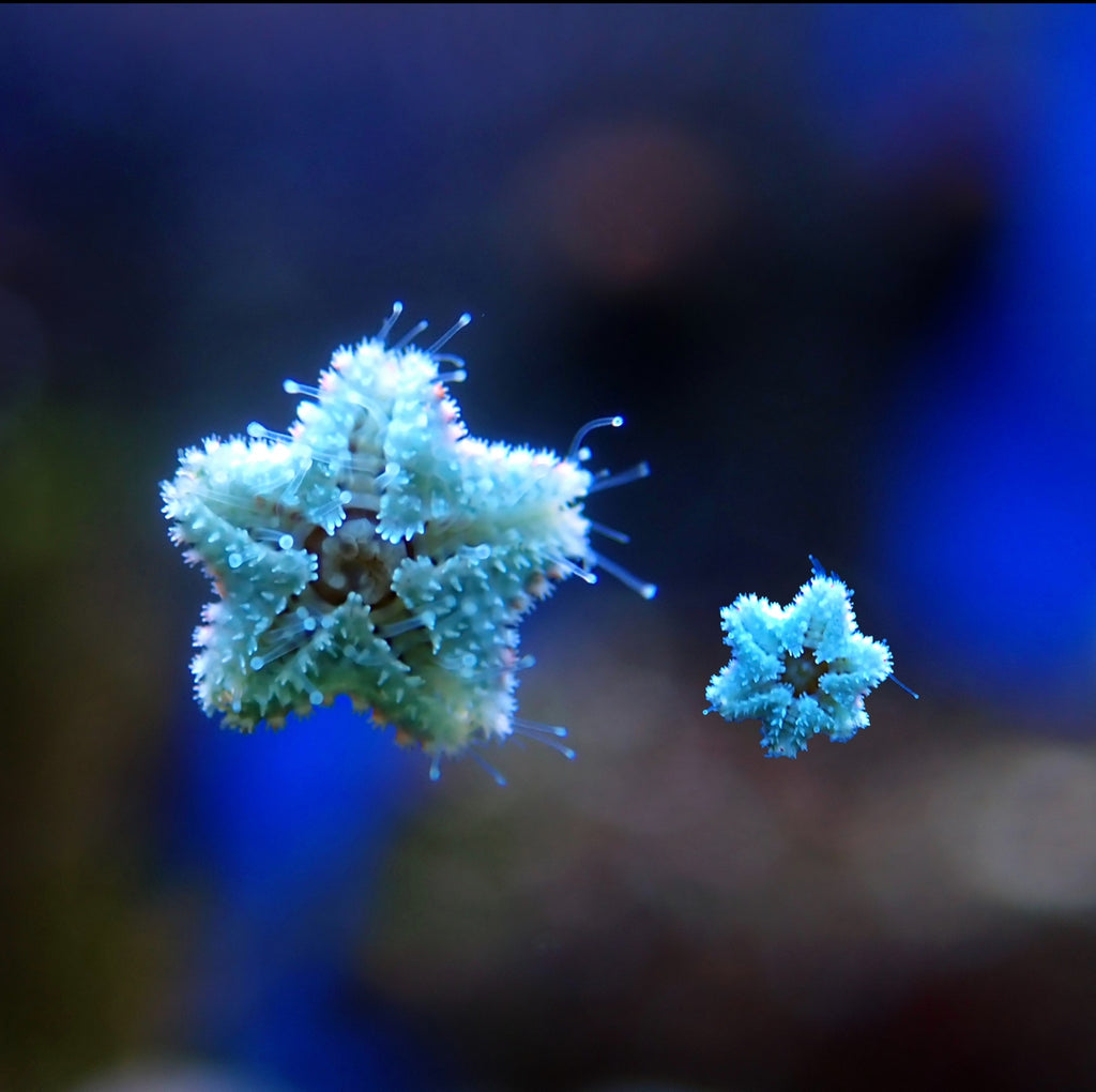 Asterina Starfish - Corals Anonymous