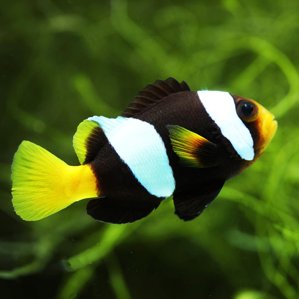 Sebae Clownfish - Corals Anonymous