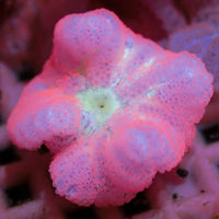 Strawberry Bali Blood Mini Carpet Anemone
