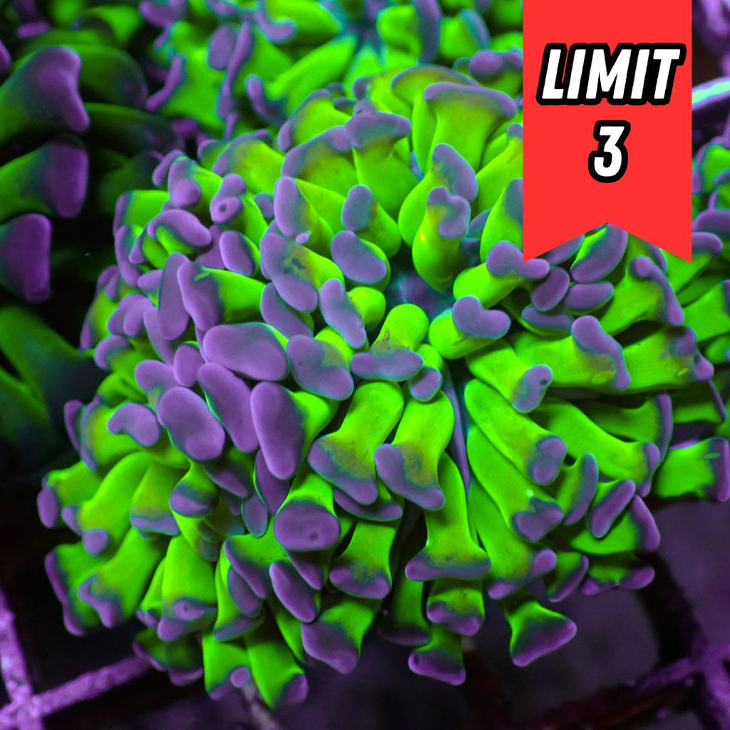 Purple-Tipped Green Stem Branching Hammer (🍀Special Deal!) - Corals Anonymous