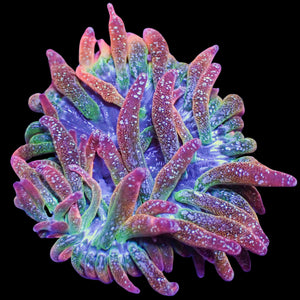 WYSIWYG Ultra Galaxy Rainbow Bubble Tip Anemone (2-3")