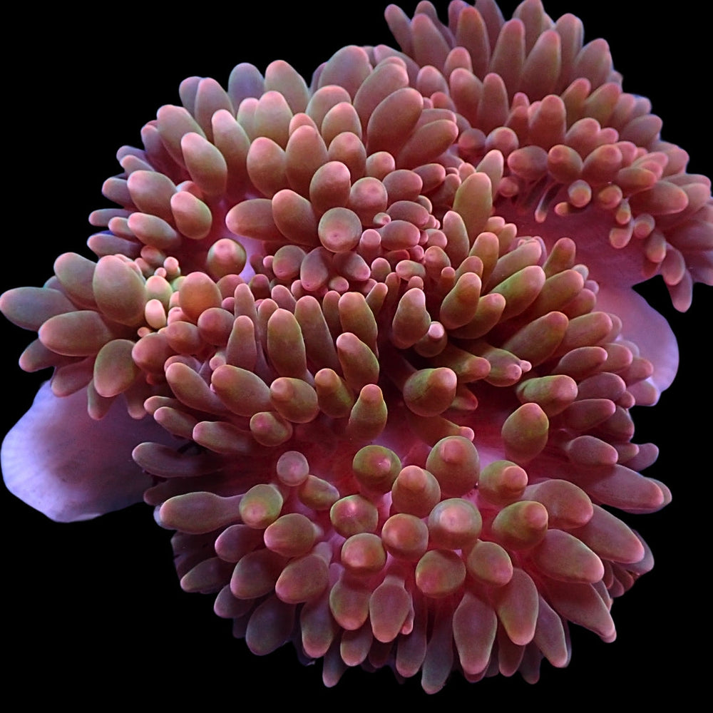 Watermelon Candy Bubble Tip Anemone