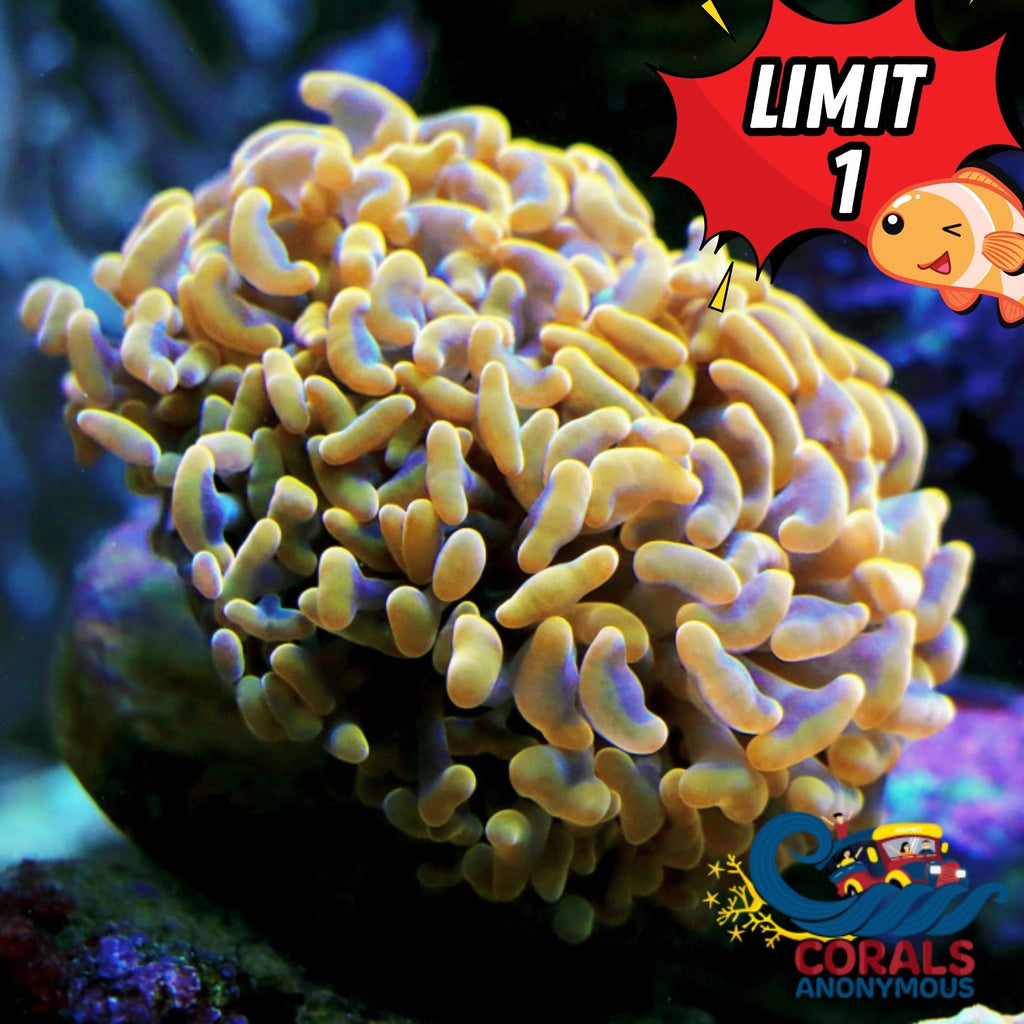 Gold Sky Branching Hammer - Corals Anonymous