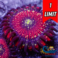 Magician Zoa (2-3 Polyps)
