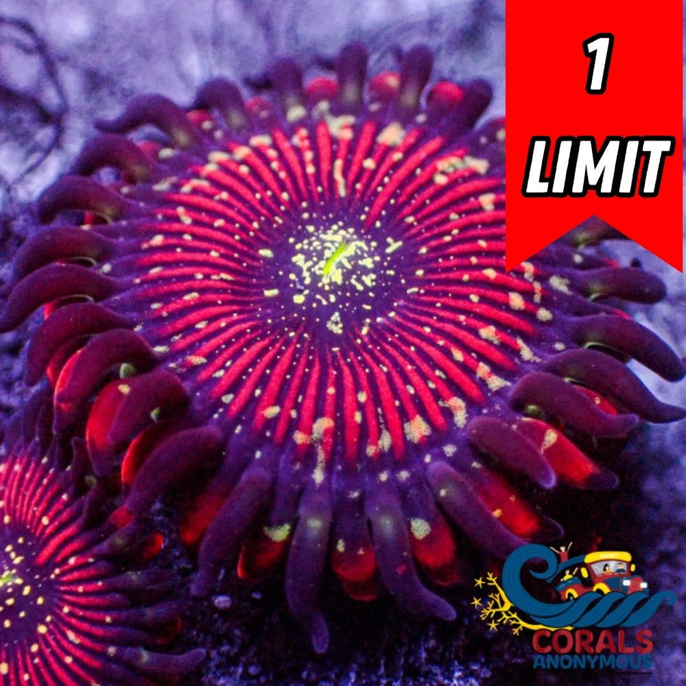 Magician Zoa (2-3 Polyps)