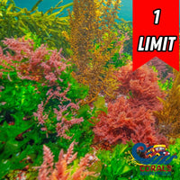 Assorted Macroalgae Red & Green Package
