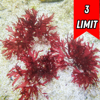 Pom Pom Gracilaria Macroalgae
