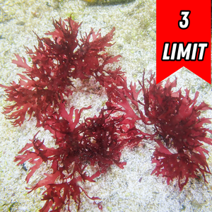 Pom Pom Gracilaria Macroalgae