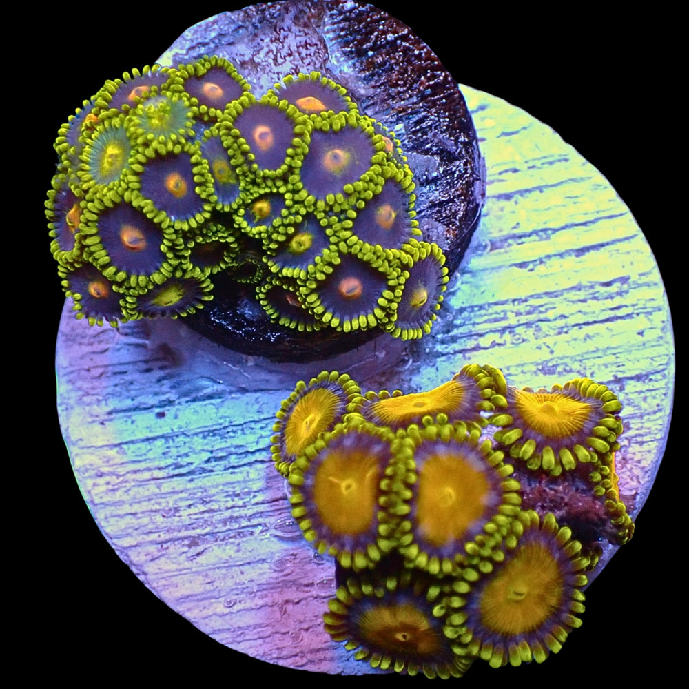 WYSIWYG King Midas Ultra Rainbow Zoa Combo Colony (25+ polyps)