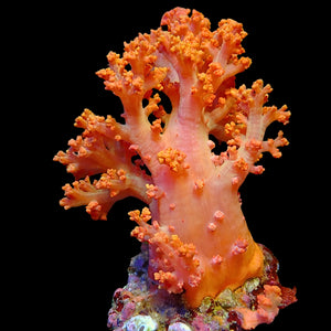 WYSIWYG Large Orange Crush Soft Flower Tree Coral Colony (4-6")