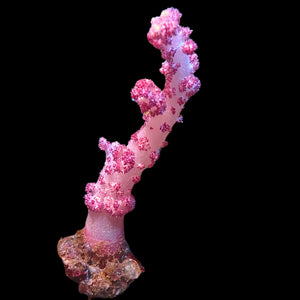 WYSIWYG XL Strawberry Shortcake Carnation Tree Soft Coral Colony (6-7")