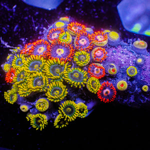 WYSIWYG Ultra Solomon Islands Rainbow Zoa Combo Colony (45+ polyps) (W148)
