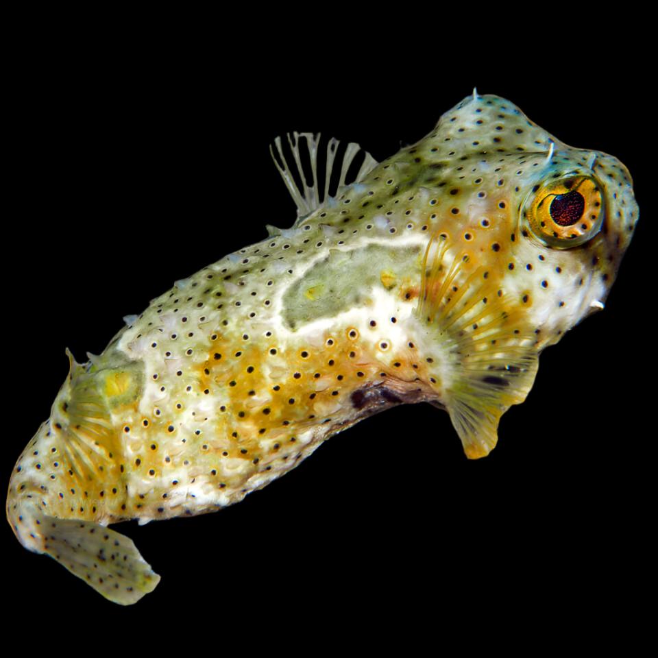 Bridled Burrfish