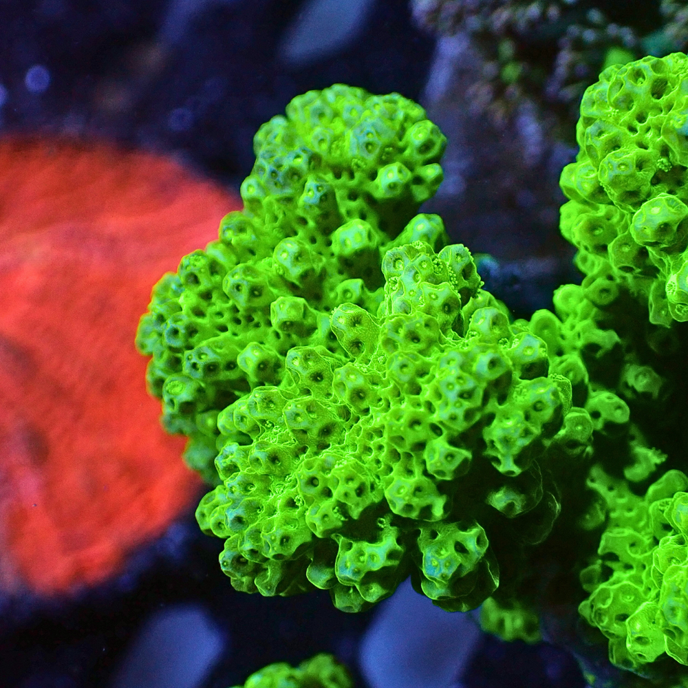 Neon Green Pocillopora Verrucosa (1