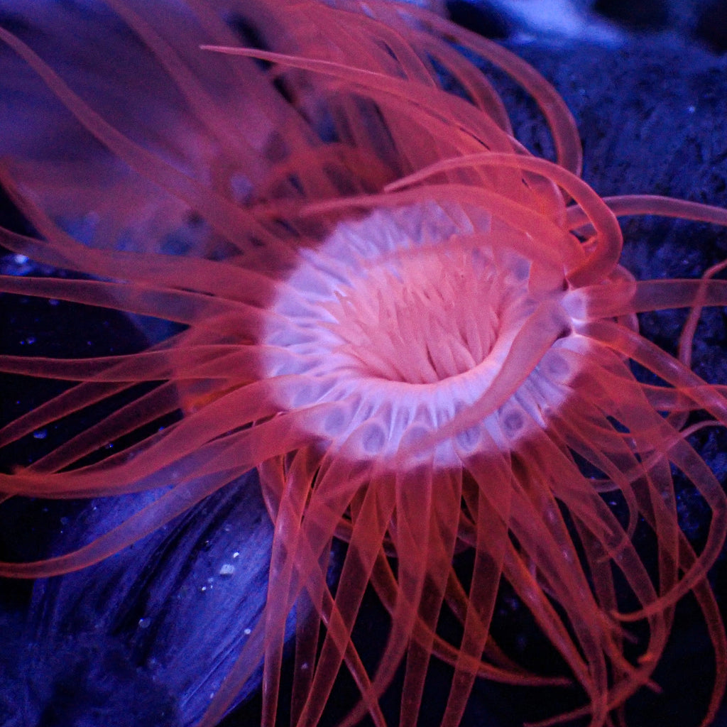 Pink Phantom Tube Anemone - Corals Anonymous