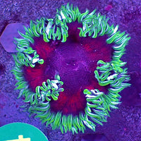 WYSIWYG Scarlet Sage Ultra Rock Flower Anemone (1-2") (W111)