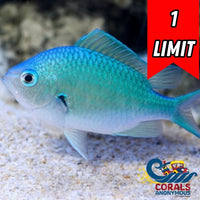 Green Reef Chromis
