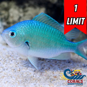 Green Reef Chromis