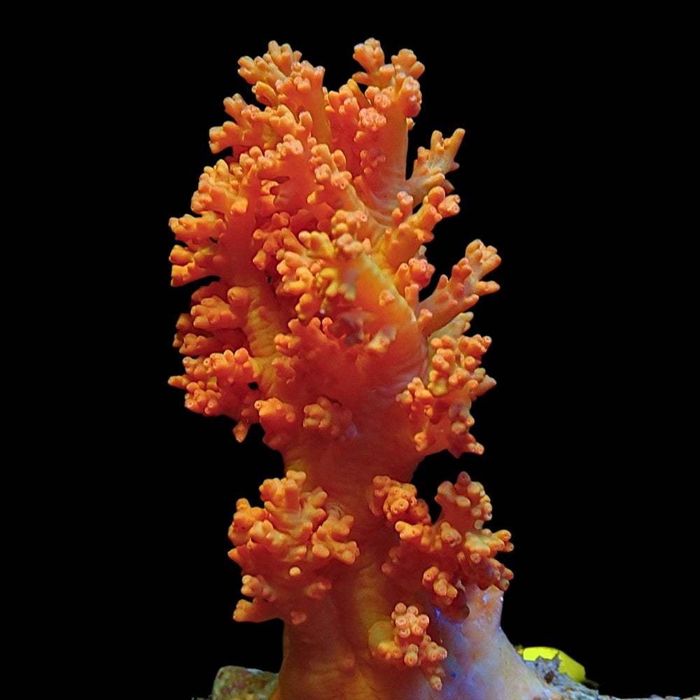 WYSIWYG Large Orange Crush Soft Flower Tree Coral Colony (4-6