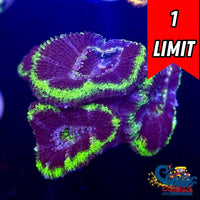 Green Rimmed Blue Acans (2-3 Polyps)
