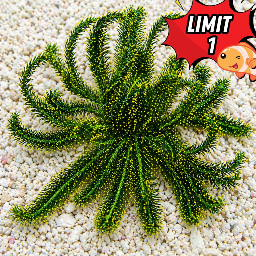 Lucky Charms Feather Star - Corals Anonymous