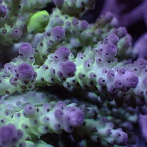 Purple Berry Mint Acropora (1" Frag)