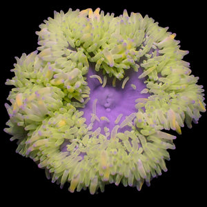Royal Limeade Sand Anemone (2-3”) (Special Deal!)