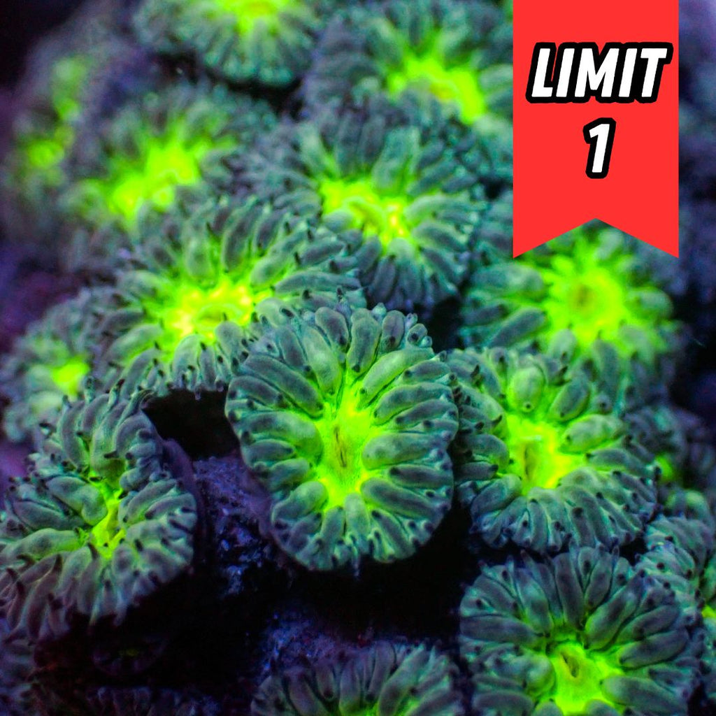Nuclear Wave Blastomussa Merletti (5-7 Polyps) (🍀Special Deal!) - Corals Anonymous