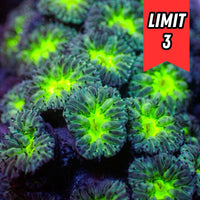 Nuclear Wave Blastomussa Merletti (5-7 Polyps) (🍀Special Deal!) - Corals Anonymous
