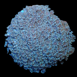 WYSIWYG Large ECC Blue Snowflake Polyp Soft Coral Colony Frag (80-100+ Polyps)