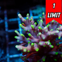 Pacman Acropora (1” Frag)
