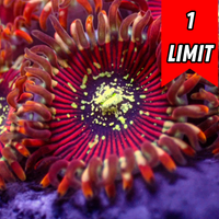 Iron Man Zoa (2-3 Polyps)
