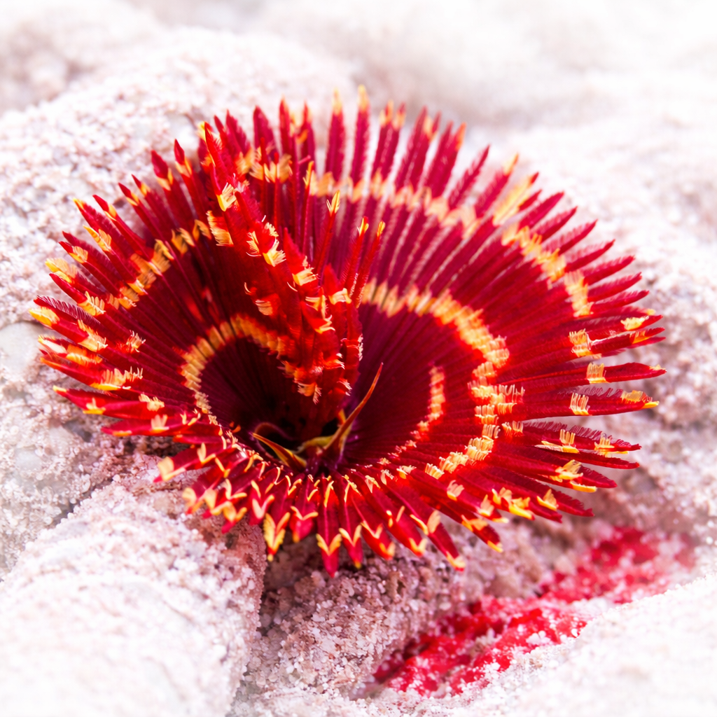 Trojan Feather Duster Fan Worm - Corals Anonymous