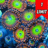 Candy Apple Red Zoa (2-3 Polyps)
